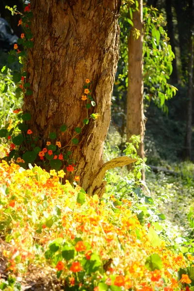 DSC_2722 (Large).JPG